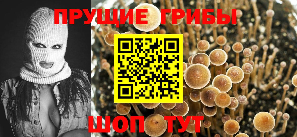 Карабулак  Псилоцибиновые грибы Cubensis  Вход с VPN 